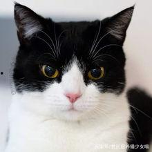 萌鬼表情包,趣味横生的鬼怪世界