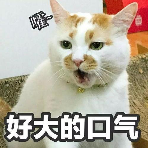 表情包难以接受